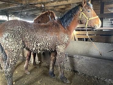 Аквариумдар: Сатам | Тай | Көбөйтүү үчүн — 4