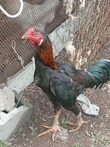 охотничи собаки: Продаю | Петух | Бойцовая | Для разведения — 2