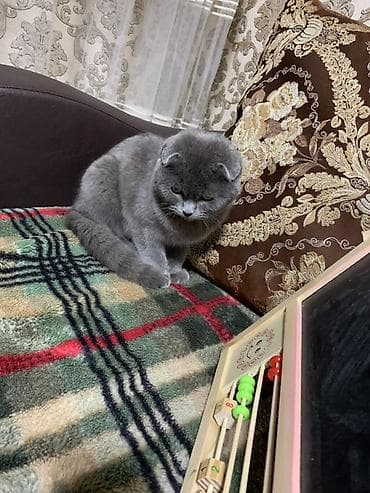 необычные животные: Шотландская вислоухая кошка (Scottish Fold), окраса голубой — 3