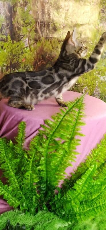 новорожденные котята: Друзья !!! питомник Бен Гла Мур с радостью предлагает новый помет. от — 10