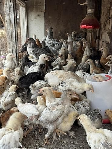 куры кох: Продаю | Цыплята | На забой — 1