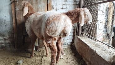 фелуцен для коров цена бишкек: Продаю | Баран (самец) | Для разведения — 1