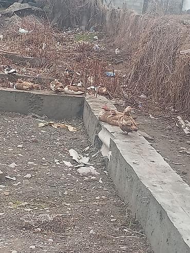 А/ч жаныбарларын сатам: Индоутки самки — 2