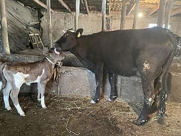 хайлайн соня: Продаю | Корова (самка), Тёлка | Для разведения — 7