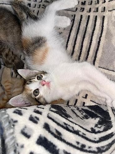 киссар кой: Котята, домашние, ласковые отдам даром в хорошие руки - Возраст — 3