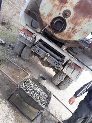 домики для хомяков купить: Малек сигалетка толстолобика карпа и Белова Амура — 4