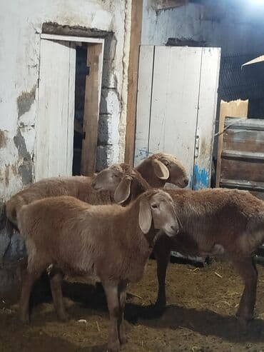 Айыл-чарба жаныбарлары: Сатам | Ургаачы кой (ургаачы) | Арашан | Көбөйтүү үчүн | Токту — 3