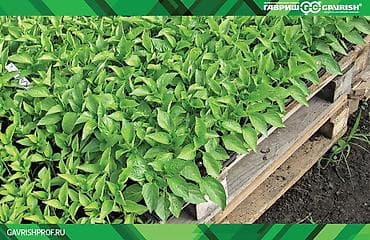 Рассада капусты и помидора