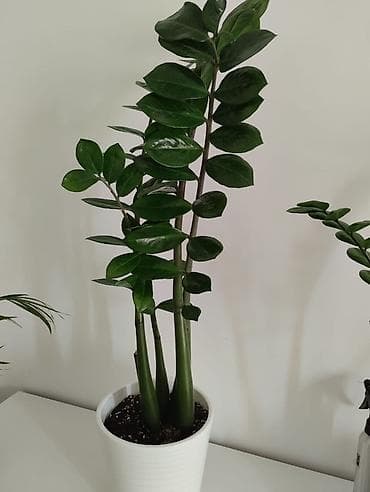 современный: Комнатные растения в горшках: спатифиллум и замиокулькас средние по — 5