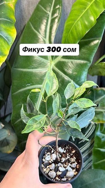 Комнатные растения в горшках, самовывоз Маевка, могу отправить через — 9