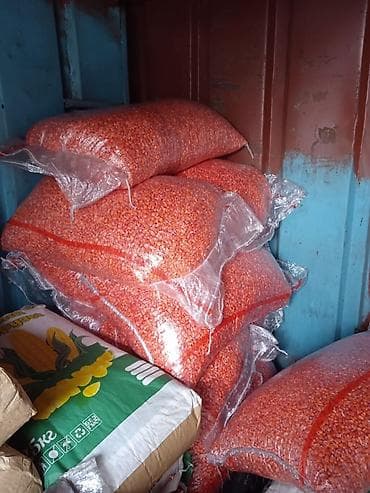 ашкабак тыква: Жугору дарыланган местный 80 сом Чечен жугору — 1