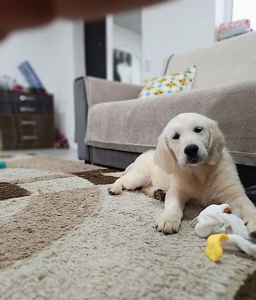 карликовые собаки: Гостиница для квартирных собак, частный дом, комфортное и безопасное — 2