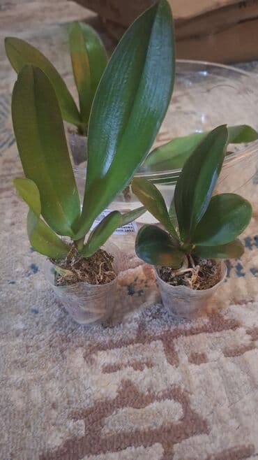 бу мебель бишкек: Комнатные растения. Продается орхидея, спатифилум женское счастье — 1