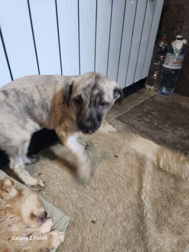 домик для собаки бишкек: Отдам в хорошие руки! Щенки метисов - Милые щенки с короткой густой — 7