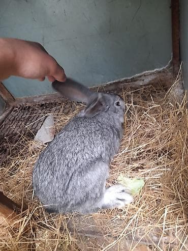 Продаю | Крольчиха (самка) | Серый великан | Для разведения — 4