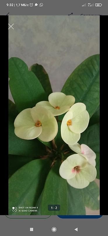 Тайский молочай 1200