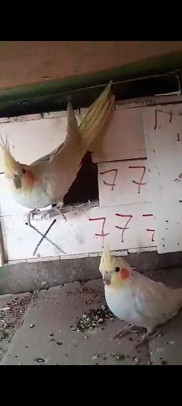 кошка продаётся: Срочна продаю готовый пара 3600 — 1