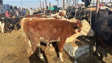 Продаю | Бык (самец) | Для разведения, На откорм