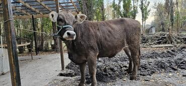 Продаю | Корова (самка) | Швицкая | Для молока | Племенные