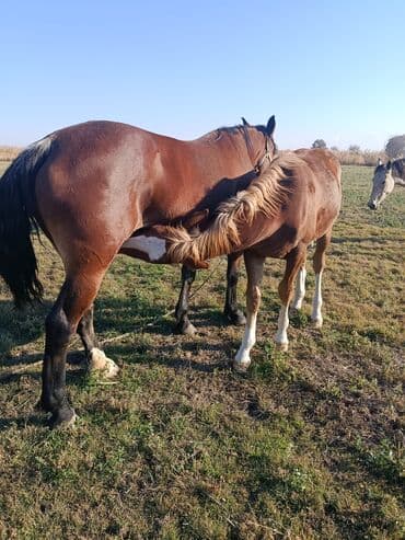 куры доминанты: Продаю | Кобыла (самка), Конь (самец), Жеребенок | Для разведения — 2