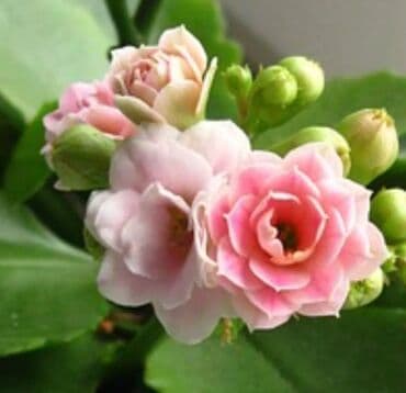 Декор и интерьер: Хлорофитумы. распродажа Хлорофитум - можно по праву назвать — 29