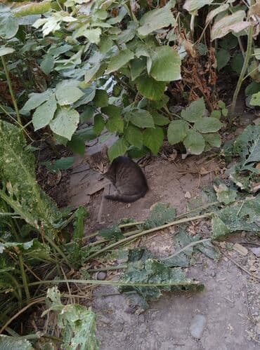 новорожденные котята: Беспородная, 3 месяца, Девочка — 7