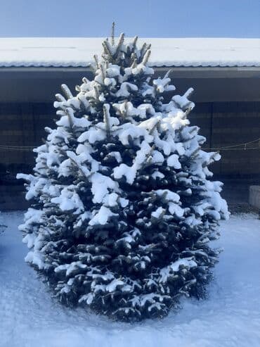 Ёлки голубые 7штот 3мтр,до 5мтр at lalafo.kg Ёлки голубые 7штот 3мтр,до 5мтр