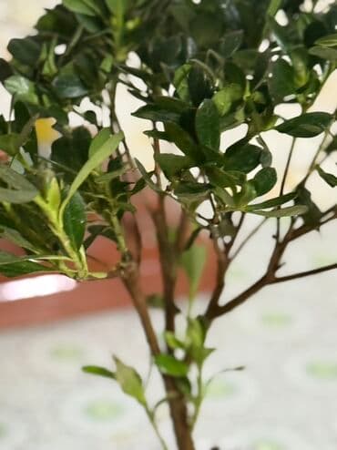 Азалия (рододендрон) в горшке, штамбовая форма. - Компактное деревце