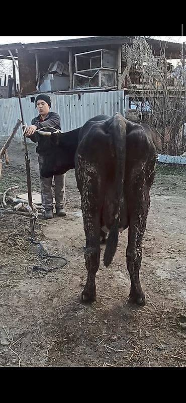 Жылкылар, аттар: Сатам | Бука (эркек) | Бордоп семиртүү үчүн | Байланган — 1