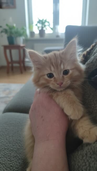 кошка вязка: Сибирская, 2 месяца, Мальчик, Рыжий, Приучена к лотку — 1