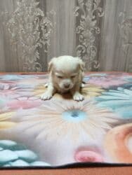 купить щенка французского бульдога: ЩенокЧихуа хуа, кремовый окрас - Пол: кобель - Примерный возраст — 3