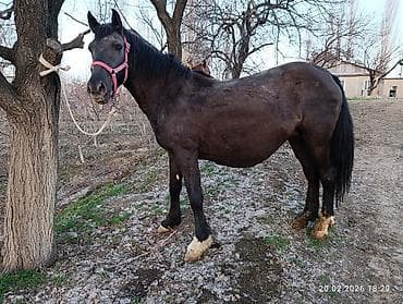 уй сотилади ош: Продаю | Кобыла (самка) | Дончак, Кара Жорго | Для разведения, Для молока, Конный спорт — 4