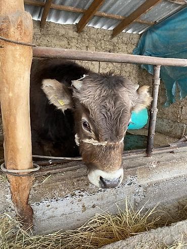 Другие животные: Продаю | Бык (самец) | На откорм, Для разведения — 4