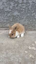 декоротивный кролик: Кролик с окрасом, сочетающим белый и светло-коричневый цвета. Обладает — 8