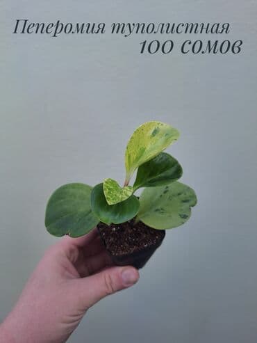 орхидеи сколько стоят: • Комнатные растения (укоренённые черенки/детки/молодые — 7