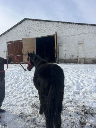 продажа собак в бишкеке: Продаю | Жеребенок | Рабочий — 2