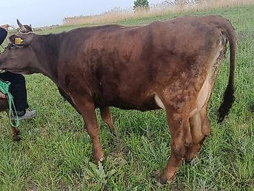 племенные: Продаю | Тёлка | Швицкая | Для молока | Племенные — 4