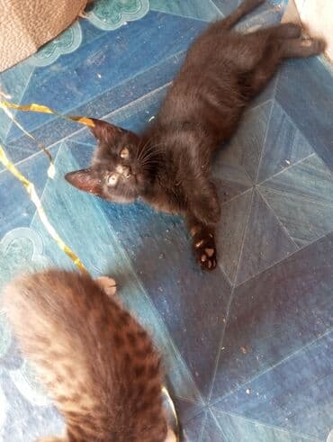 котята простые: Кошка даром: Беспородная, 2 месяца, Девочка, Приучена к лотку — 3