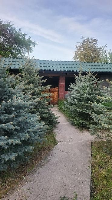 Ель голубая (Picea pungens ‘Glauca’) — взрослые декоративные деревья