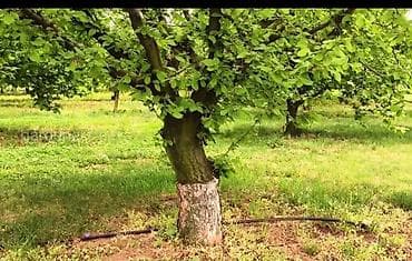 Жогорку басымдагы жуугучтар: Саженцы фундука сортового. Описание: - Крупноплодный фундук с — 5