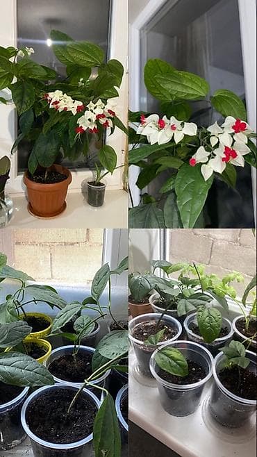 Традесканции: Чернокорейская клеродендрум Томпсона (Clerodendrum thomsoniae) — — 3