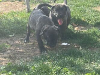 кане корсо купить щенка: Щенки Presa kanario - Очаровательные щенки с тигровым и однотонным — 6