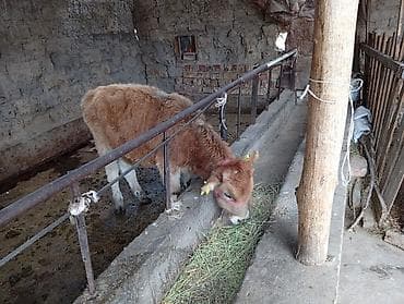 стоимость хаски щенка: Продаю | Бык (самец) | На откорм — 3