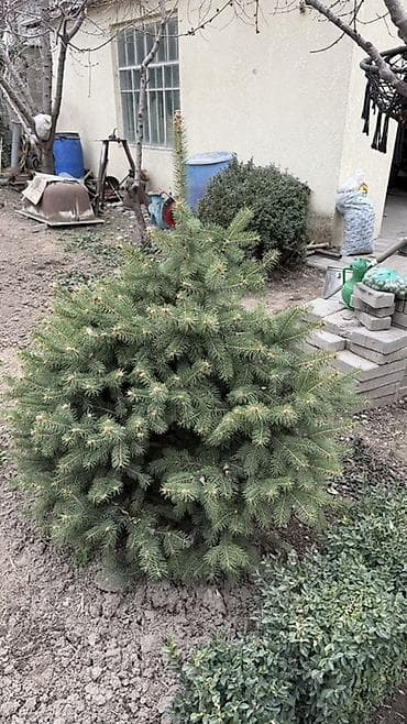 сирень саженцы: Ель голубая и зеленая (Picea pungens, blue spruce) для ландшафтного — 4