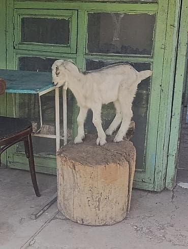 Продам с/х животных: Продаю | Козлёнок | Полукровка | Для разведения | Племенные, Котные, Осеменитель — 4
