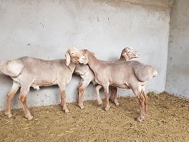 куплю бельгийскую овчарку: Продаю | Ягненок, Баран (самец) | Арашан — 6