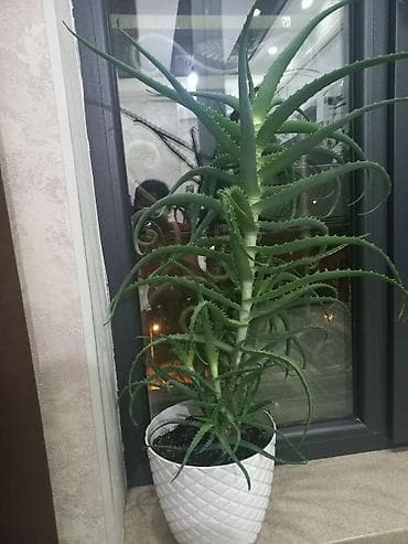 i pen: Алоэ (суккулент) в декоративном горшке - Крупное комнатное растение с — 2