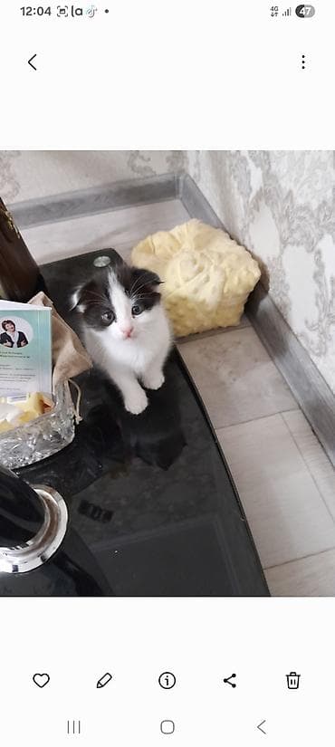 котенок даром: Котёнок, чёрно-белый, с милой «маской» на мордочке и розовым носиком — 1