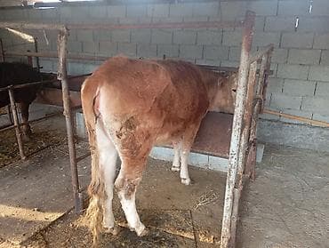 сойушка кой: Продаю | Бык (самец) | Привязанные — 1