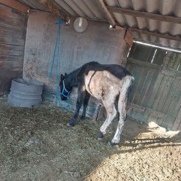 корм для домашних животных: Продаю | Жеребенок | Для разведения — 2